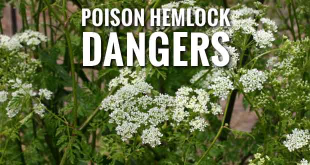 poison-hemlock-identification.jpg