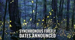 Enter Lottery to View Smoky Mountains Synchronous Fireflies