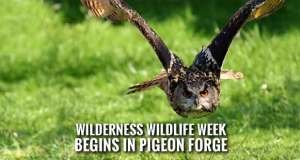Wilderness Wildlife Week Offers 250 Free Seminars, Concerts, Excursions